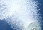 Очистка воды озоном: описание процесса, оборудование Озонатор воды из скважины что он решает