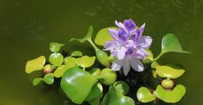 Эйхорния: водяной гиацинт из Южной Америки