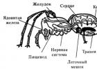 Паукообразные: строение, физиология и развитие Живородящие паукообразные